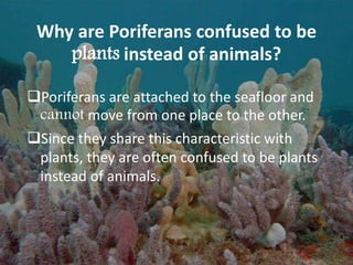 Why are Poriferans confused to be
plants instead of animals?
Poriferans are attached to the seafloor and
cannot move from one place to the other.
Since they share this characteristic with
plants, they are often confused to be plants
instead of animals.
 