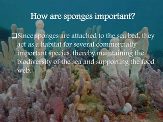 How are sponges important?
Since sponges are attached to the sea bed, they
act as a habitat for several commercially
important species, thereby maintaining the
biodiversity of the sea and supporting the food
web.
 