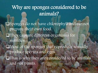 Why are sponges considered to be
animals?
Sponges do not have chlorophyll and cannot
prepare their own food.
They capture different organisms for
nutrition.
Most of the sponges that reproduce sexually
produce sperms and eggs.
That is why they are considered to be animals
and not plants.
 