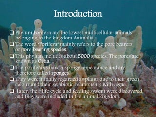 Introduction
 Phylum Porifera are the lowest multicellular animals
belonging to the kingdom Animalia.
 The word “Porifera” mainly refers to the pore bearers
or pore bearing species.
 This phylum includes about 5000 species. The pores are
known as Ostia.
 The poriferans have a spongy appearance and are
therefore called sponges.
 They were initially regarded as plants due to their green
colour and their symbiotic relationship with algae.
 Later, their life cycle and feeding system were discovered,
and they were included in the animal kingdom.
 