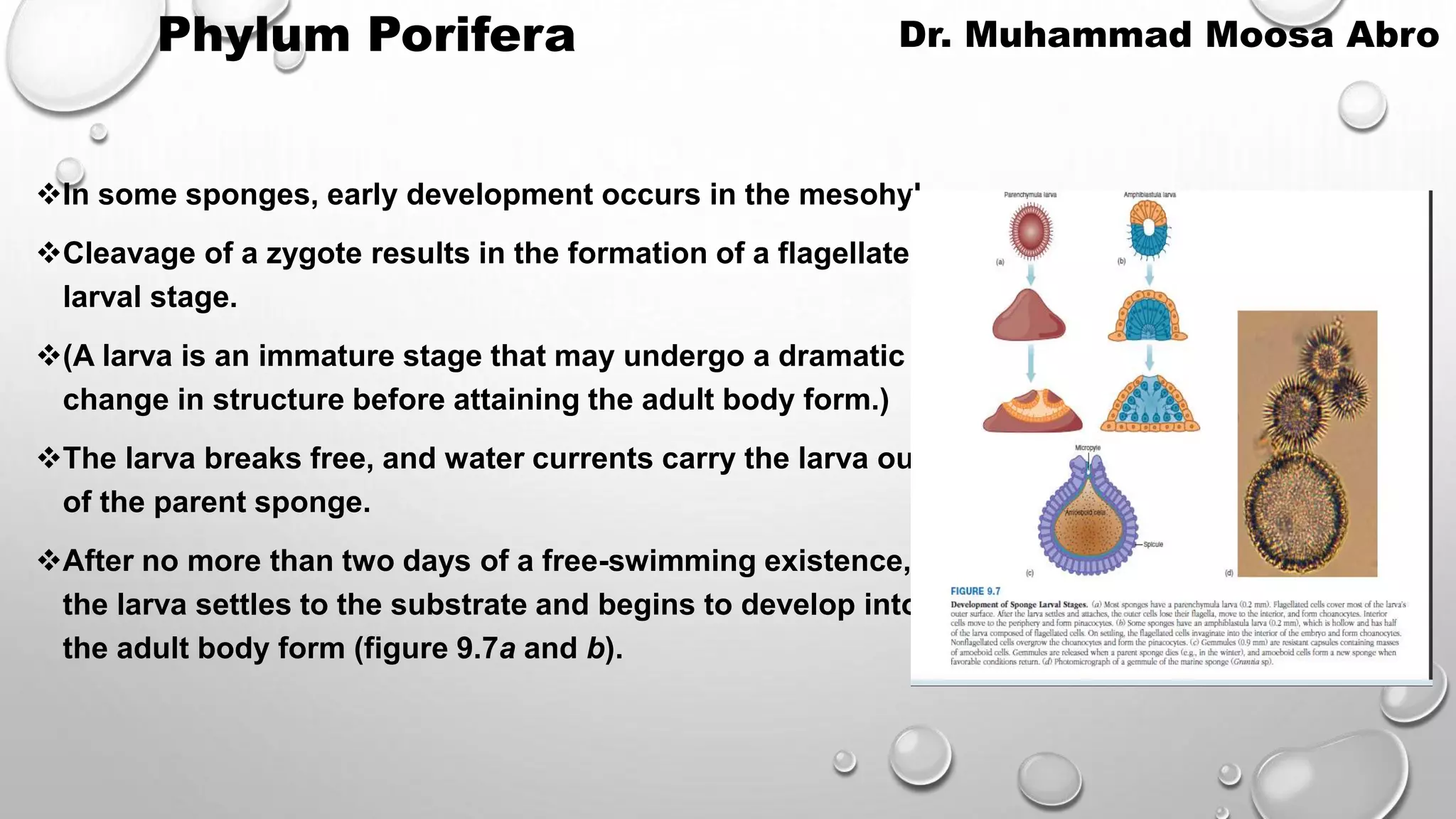 Phylum Porifera.pptx