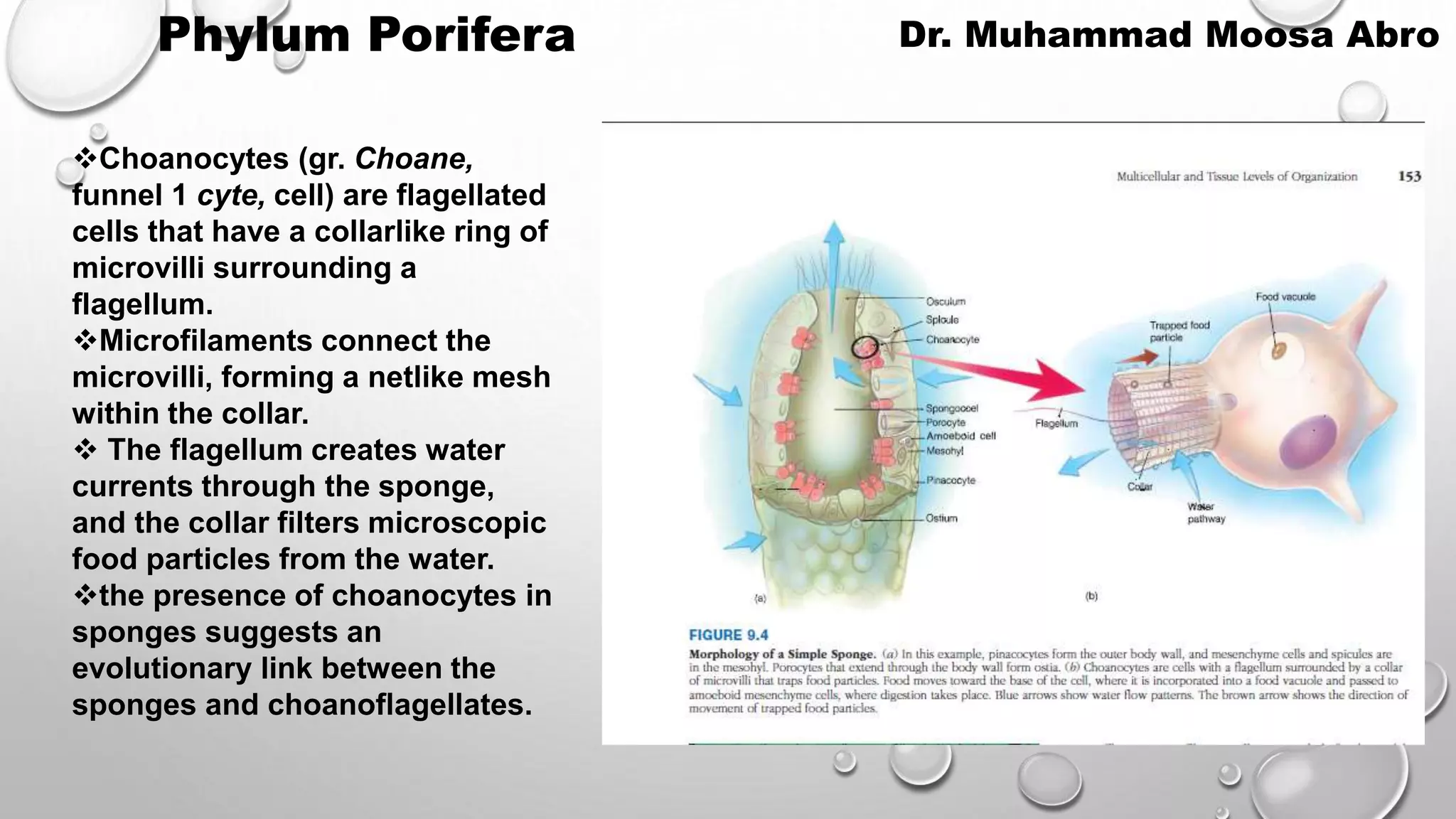 Phylum Porifera.pptx