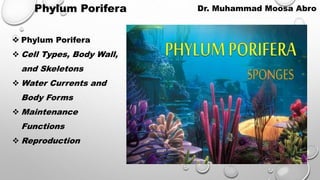 Dr. Muhammad Moosa Abro
Phylum Porifera
 Phylum Porifera
 Cell Types, Body Wall,
and Skeletons
 Water Currents and
Body Forms
 Maintenance
Functions
 Reproduction
 