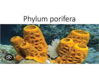Phylum porifera
 