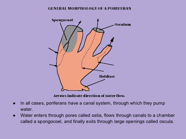 Phylum Porifera