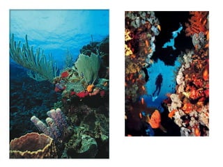 Phylum_Porifera_Cnidaria.ppt