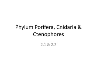 Phylum Porifera, Cnidaria &
Ctenophores
2.1 & 2.2
 
