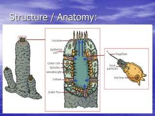 Structure / Anatomy:
 