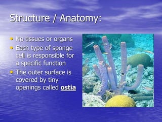 Structure / Anatomy:
• No tissues or organs
• Each type of sponge
cell is responsible for
a specific function
• The outer surface is
covered by tiny
openings called ostia
 