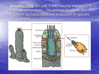 Amoebocytes are cells in the mesohyl that perform
a variety of functions. The primary functions are
digestion (archaeocytes) and production of spicules
and collagen.
 