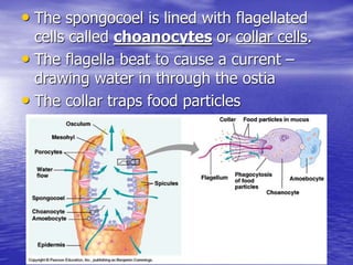 • The spongocoel is lined with flagellated
cells called choanocytes or collar cells.
• The flagella beat to cause a current –
drawing water in through the ostia
• The collar traps food particles
 