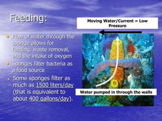 Feeding:
• Flow of water through the
sponge allows for
feeding, waste removal,
and the intake of oxygen
• Sponges filter bacteria as
a food source
 Some sponges filter as
much as 1500 liters/day
(that is equivalent to
about 400 gallons/day).
Moving Water/Current = Low
Pressure
Water pumped in through the walls
 