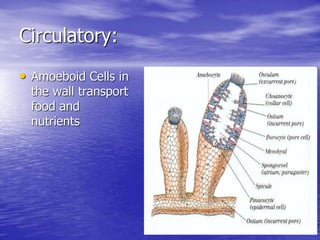 Circulatory:
• Amoeboid Cells in
the wall transport
food and
nutrients
 