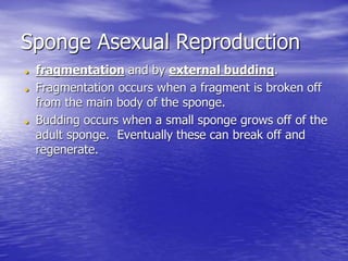 Sponge Asexual Reproduction
 fragmentation and by external budding.
 Fragmentation occurs when a fragment is broken off
from the main body of the sponge.
 Budding occurs when a small sponge grows off of the
adult sponge. Eventually these can break off and
regenerate.
 