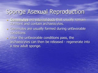 Sponge Asexual Reproduction
 Gemmules are internal buds that usually remain
dormant and contain archaeocytes.
 Gemmules are usually formed during unfavorable
conditions
 After the unfavorable conditions pass, the
archaeocytes can then be released - regenerate into
a new adult sponge.
 