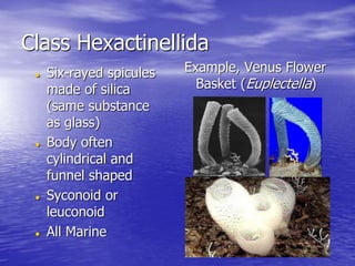 Class Hexactinellida
 Six-rayed spicules
made of silica
(same substance
as glass)
 Body often
cylindrical and
funnel shaped
 Syconoid or
leuconoid
 All Marine
Example, Venus Flower
Basket (Euplectella)
 