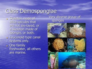 Class Demospongiae
 Skeleton made of
silica spicules that
are not six-rayed, or
a skeleton made of
spongin, or both.
 Leuconoid type canal
systems only.
 One family
freshwater, all others
are marine.
Very diverse group of
sponges
 