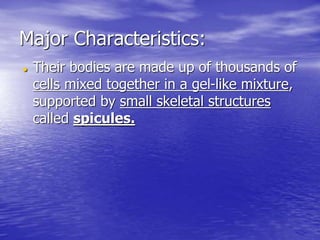 Major Characteristics:
 Their bodies are made up of thousands of
cells mixed together in a gel-like mixture,
supported by small skeletal structures
called spicules.
 