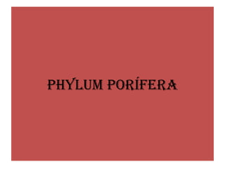 Phylum Porífera
 