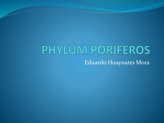 Eduardo Huaynates Mora 
 