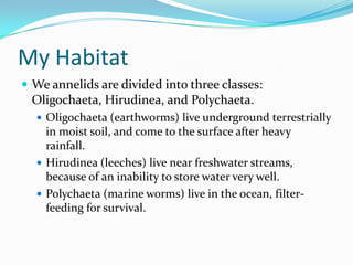 Phylum Presentation - Annelida