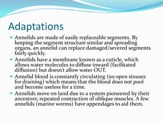 Phylum Presentation - Annelida