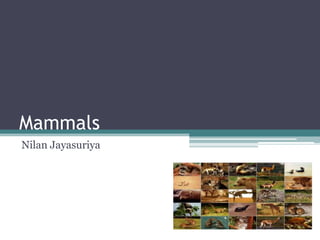 Mammals
Nilan Jayasuriya
 