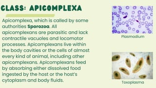 Phylum Protozoa.pdf. General zoology pro | PDF