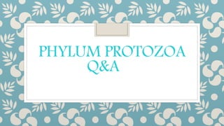 PHYLUM PROTOZOA
Q&A
 
