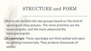 STRUCTURE and FORM
Ferns are divided into two groups based on the kind of
sporangium they possess. The more primitive are the
eusporangiate, and the more advanced the
leptosporangiate.
Eusporangia: These sporangia are thick‐walled and open
by splitting transversely. They produce thousands of
spores.
 