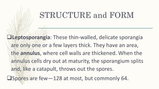 STRUCTURE and FORM
Leptosporangia: These thin‐walled, delicate sporangia
are only one or a few layers thick. They have an area,
the annulus, where cell walls are thickened. When the
annulus cells dry out at maturity, the sporangium splits
and, like a catapult, throws out the spores.
Spores are few—128 at most, but commonly 64.
 