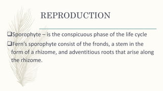 REPRODUCTION
Sporophyte – is the conspicuous phase of the life cycle
Fern’s sporophyte consist of the fronds, a stem in the
form of a rhizome, and adventitious roots that arise along
the rhizome.
 