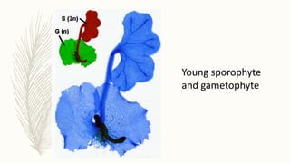Young sporophyte
and gametophyte
 