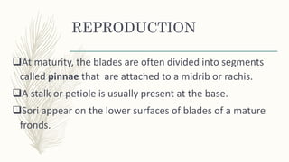 REPRODUCTION
At maturity, the blades are often divided into segments
called pinnae that are attached to a midrib or rachis.
A stalk or petiole is usually present at the base.
Sori appear on the lower surfaces of blades of a mature
fronds.
 