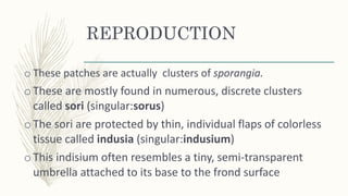 REPRODUCTION
o These patches are actually clusters of sporangia.
oThese are mostly found in numerous, discrete clusters
called sori (singular:sorus)
oThe sori are protected by thin, individual flaps of colorless
tissue called indusia (singular:indusium)
oThis indisium often resembles a tiny, semi-transparent
umbrella attached to its base to the frond surface
 