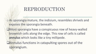 REPRODUCTION
oAs sporangia mature, the indisium, resembles shrivels and
exposes the sporangia beneath.
Most sporangia have a conspicuous row of heavy-walled
brownish cells along the edge. This row of cells is called
annulus which looks like a tiny millipede.
Annulus functions in catapulting spores out of the
sporangium.
 