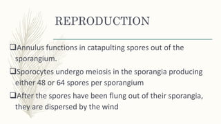 REPRODUCTION
Annulus functions in catapulting spores out of the
sporangium.
Sporocytes undergo meiosis in the sporangia producing
either 48 or 64 spores per sporangium
After the spores have been flung out of their sporangia,
they are dispersed by the wind
 