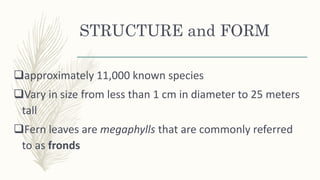 STRUCTURE and FORM
approximately 11,000 known species
Vary in size from less than 1 cm in diameter to 25 meters
tall
Fern leaves are megaphylls that are commonly referred
to as fronds
 