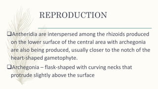 REPRODUCTION
Antheridia are interspersed among the rhizoids produced
on the lower surface of the central area with archegonia
are also being produced, usually closer to the notch of the
heart-shaped gametophyte.
Archegonia – flask-shaped with curving necks that
protrude slightly above the surface
 