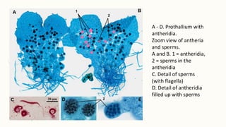 A - D. Prothallium with
antheridia.
Zoom view of antheria
and sperms.
A and B. 1 = antheridia,
2 = sperms in the
antheridia
C. Detail of sperms
(with flagella)
D. Detail of antheridia
filled up with sperms
 