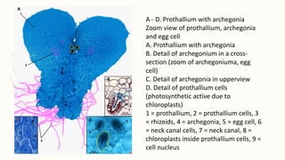 A - D. Prothallium with archegonia
Zoom view of prothallium, archegonia
and egg cell
A. Prothallium with archegonia
B. Detail of archegonium in a cross-
section (zoom of archegoniuma, egg
cell)
C. Detail of archegonia in upperview
D. Detail of prothallium cells
(photosynthetic active due to
chloroplasts)
1 = prothallium, 2 = prothallium cells, 3
= rhizoids, 4 = archegonia, 5 = egg cell, 6
= neck canal cells, 7 = neck canal, 8 =
chloroplasts inside prothallium cells, 9 =
cell nucleus
 