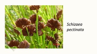 Schizaea
pectinata
 