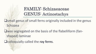 FAMILY: Schizaeaceae
GENUS: Actinostachys
small genus of small ferns originally included in the genus
Schizaea
was segregated on the basis of the flabelliform (fan-
shaped) laminae
colloquially called the ray ferns.
 
