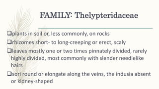FAMILY: Thelypteridaceae
plants in soil or, less commonly, on rocks
rhizomes short- to long-creeping or erect, scaly
leaves mostly one or two times pinnately divided, rarely
highly divided, most commonly with slender needlelike
hairs
sori round or elongate along the veins, the indusia absent
or kidney-shaped
 