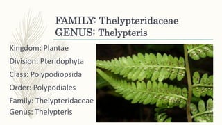 FAMILY: Thelypteridaceae
GENUS: Thelypteris
Kingdom: Plantae
Division: Pteridophyta
Class: Polypodiopsida
Order: Polypodiales
Family: Thelypteridaceae
Genus: Thelypteris
 