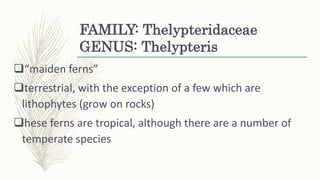 FAMILY: Thelypteridaceae
GENUS: Thelypteris
“maiden ferns”
terrestrial, with the exception of a few which are
lithophytes (grow on rocks)
hese ferns are tropical, although there are a number of
temperate species
 
