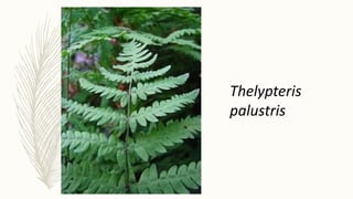 Thelypteris
palustris
 