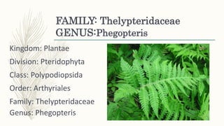 FAMILY: Thelypteridaceae
GENUS:Phegopteris
Kingdom: Plantae
Division: Pteridophyta
Class: Polypodiopsida
Order: Arthyriales
Family: Thelypteridaceae
Genus: Phegopteris
 