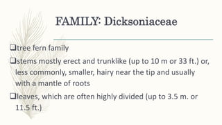 FAMILY: Dicksoniaceae
tree fern family
stems mostly erect and trunklike (up to 10 m or 33 ft.) or,
less commonly, smaller, hairy near the tip and usually
with a mantle of roots
leaves, which are often highly divided (up to 3.5 m. or
11.5 ft.)
 