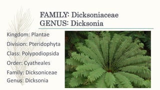 FAMILY: Dicksoniaceae
GENUS: Dicksonia
Kingdom: Plantae
Division: Pteridophyta
Class: Polypodiopsida
Order: Cyatheales
Family: Dicksoniceae
Genus: Dicksonia
 